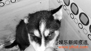 ��ֻ��ʿ�汻���̵ظ�����Ҷ�